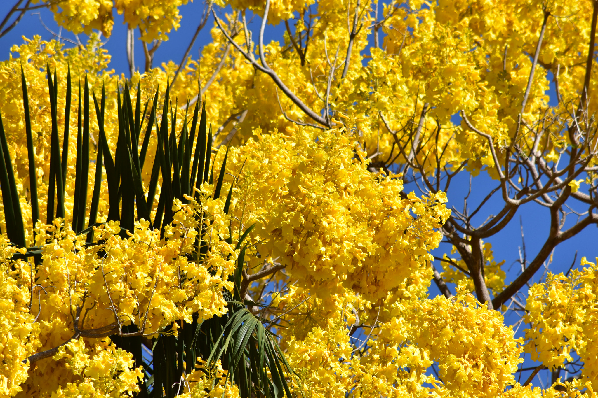 Nikon D3400 sample photo. Yellow blooms in the sky photography
