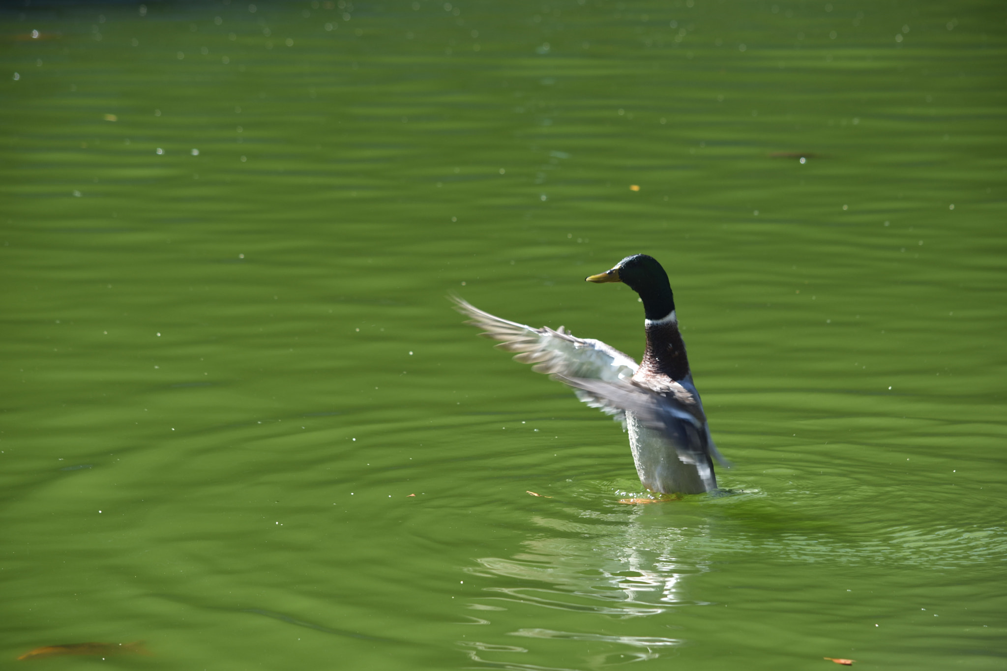 Nikon D3400 sample photo. Waving duck photography