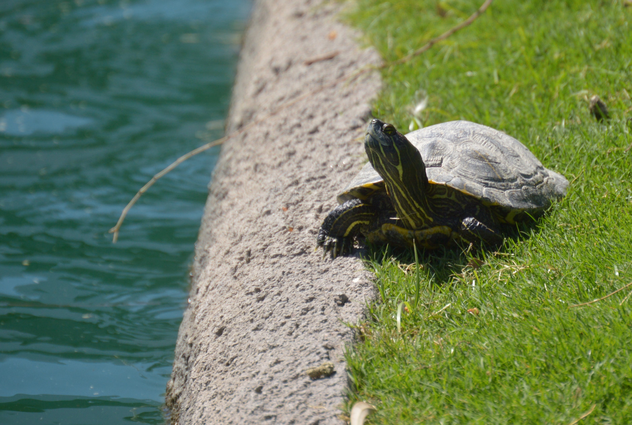 Nikon D3200 sample photo. Turtle in the sun photography