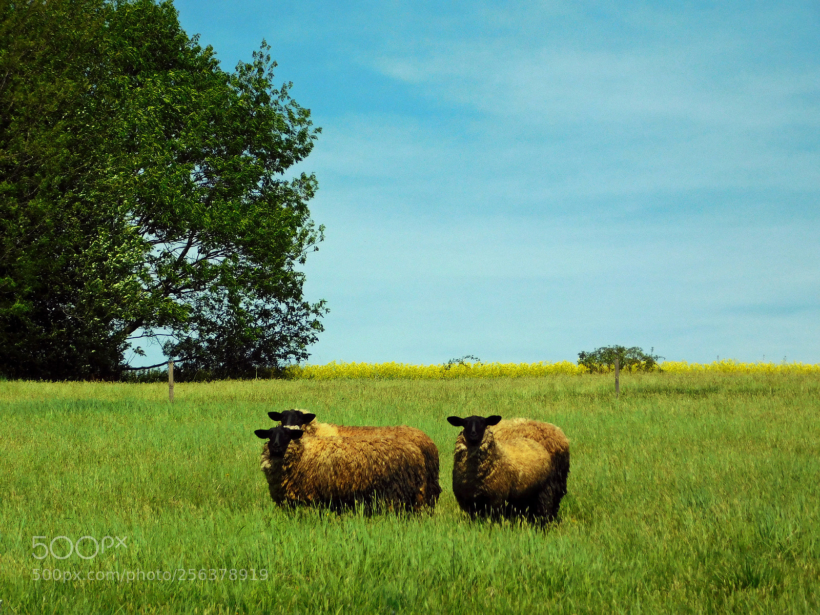 Nikon Coolpix L840 sample photo. Sheeps in the field photography