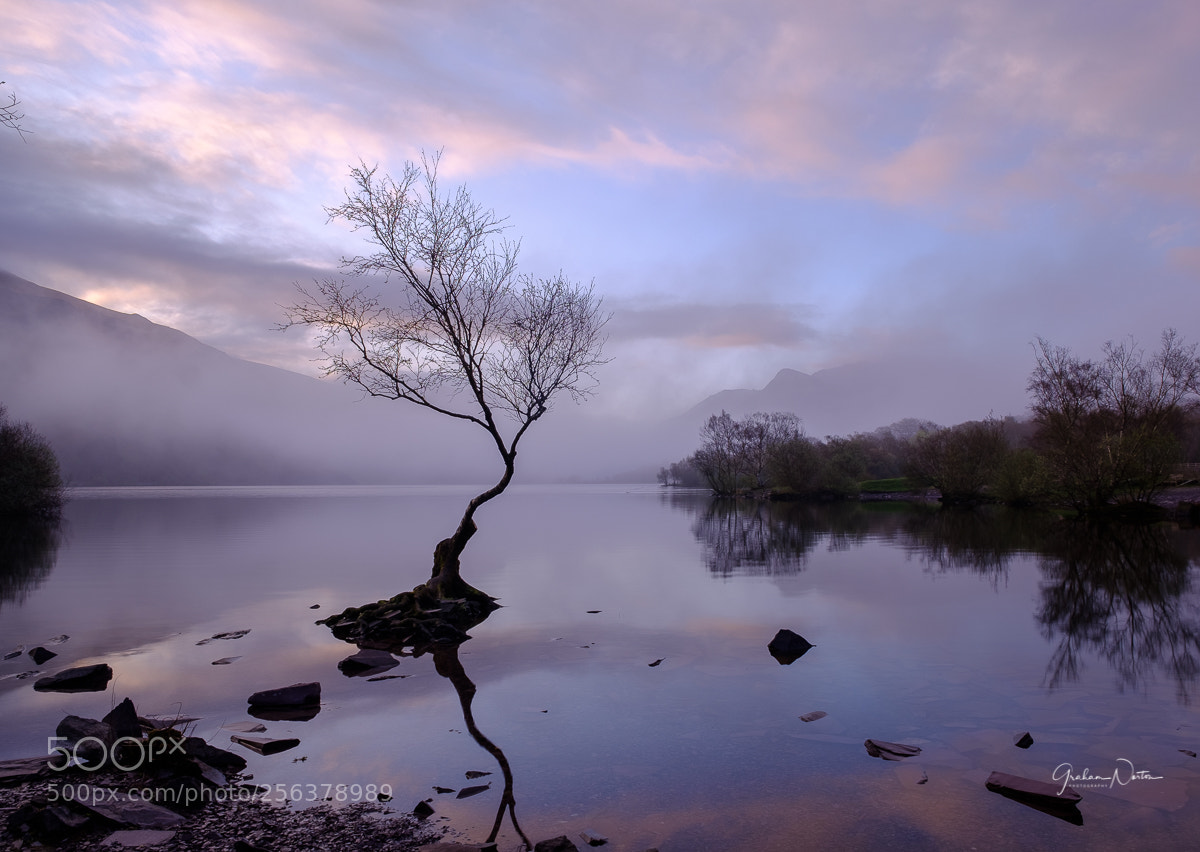 Fujifilm X-H1 sample photo. Llyn padarn lone tree photography