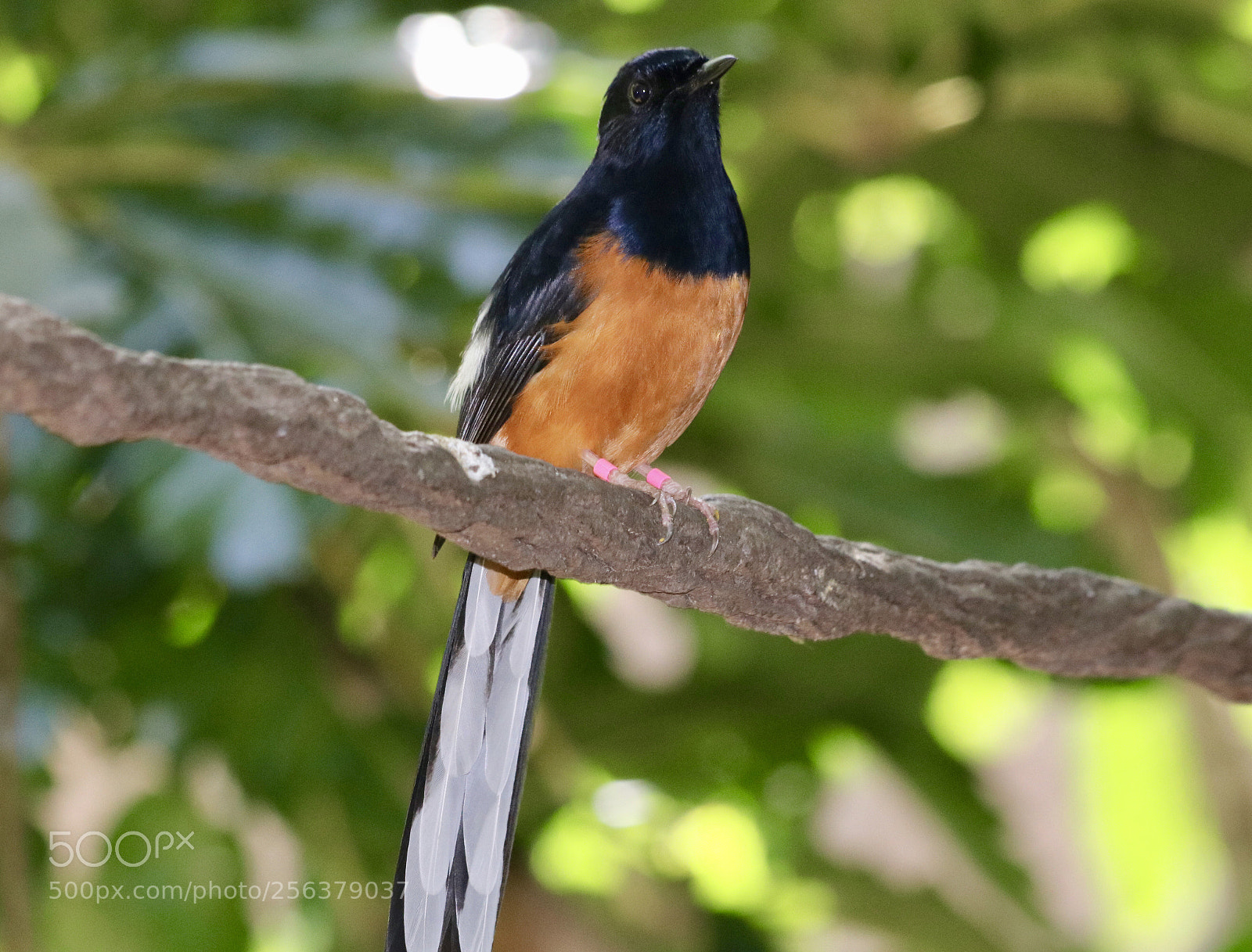 Canon EOS 80D sample photo. Shama thrush photography