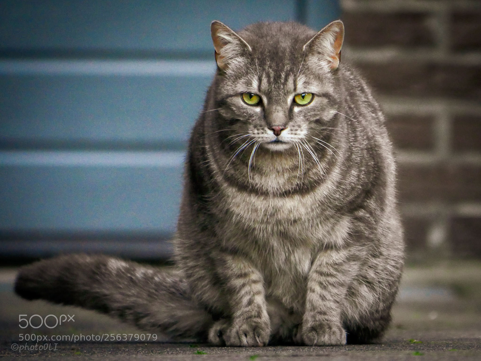 Panasonic Lumix DMC-GX8 sample photo. Katze photography