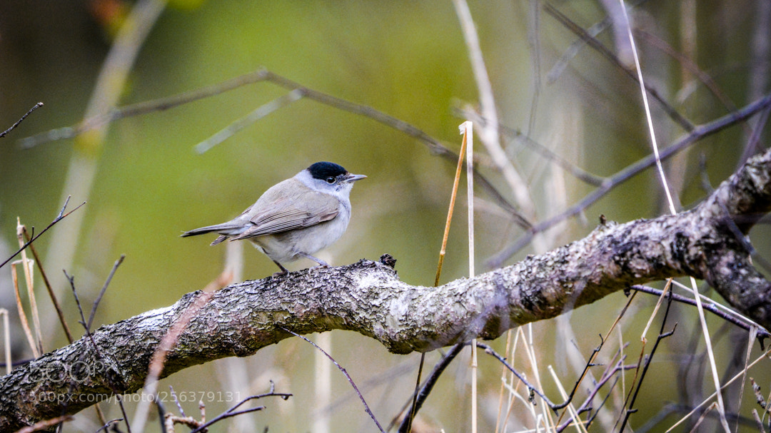 Nikon D5200 sample photo. Blackcap photography