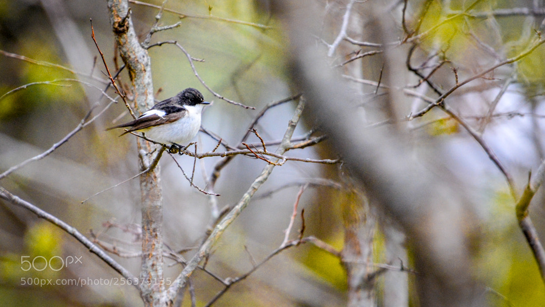 Nikon D5200 sample photo. Pied flaycatcer. photography