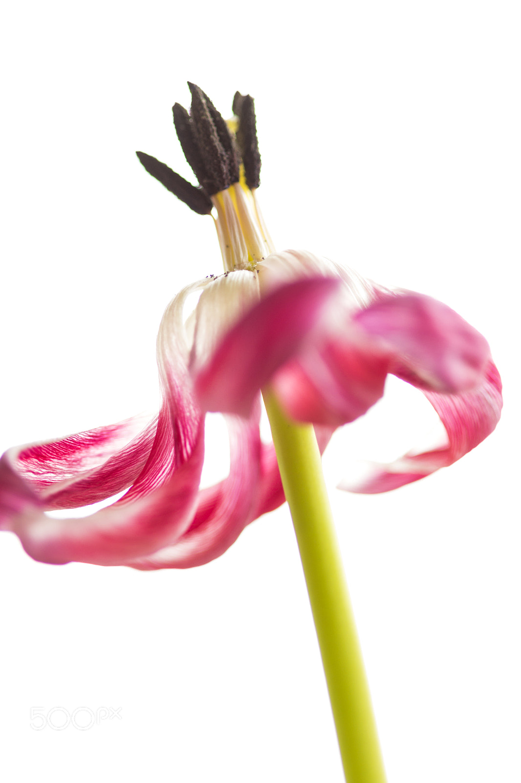 Canon EOS 700D (EOS Rebel T5i / EOS Kiss X7i) sample photo. Tulip photography