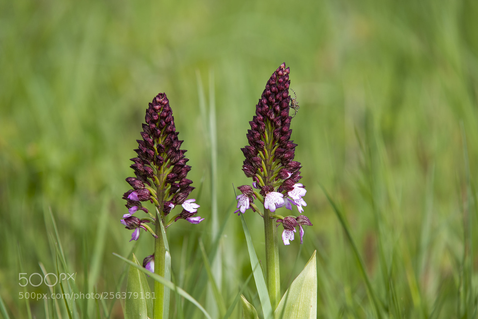 Pentax K-1 sample photo. Orchis photography