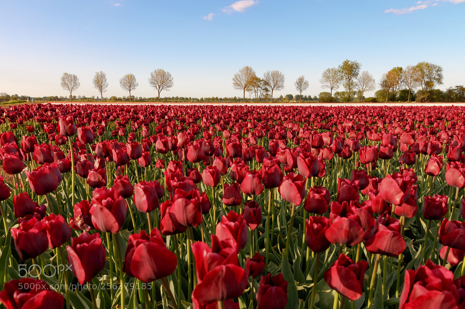 Canon EOS 700D (EOS Rebel T5i / EOS Kiss X7i) sample photo. Tulip or not tulip.. photography