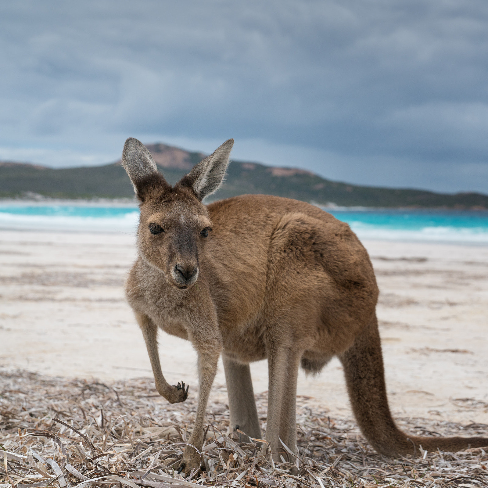 Sony a7R II sample photo. Cape le grand national photography