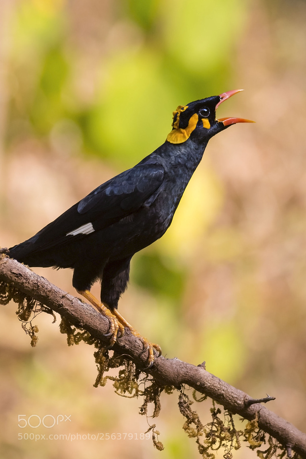 Nikon D810 sample photo. Southern hill myna photography