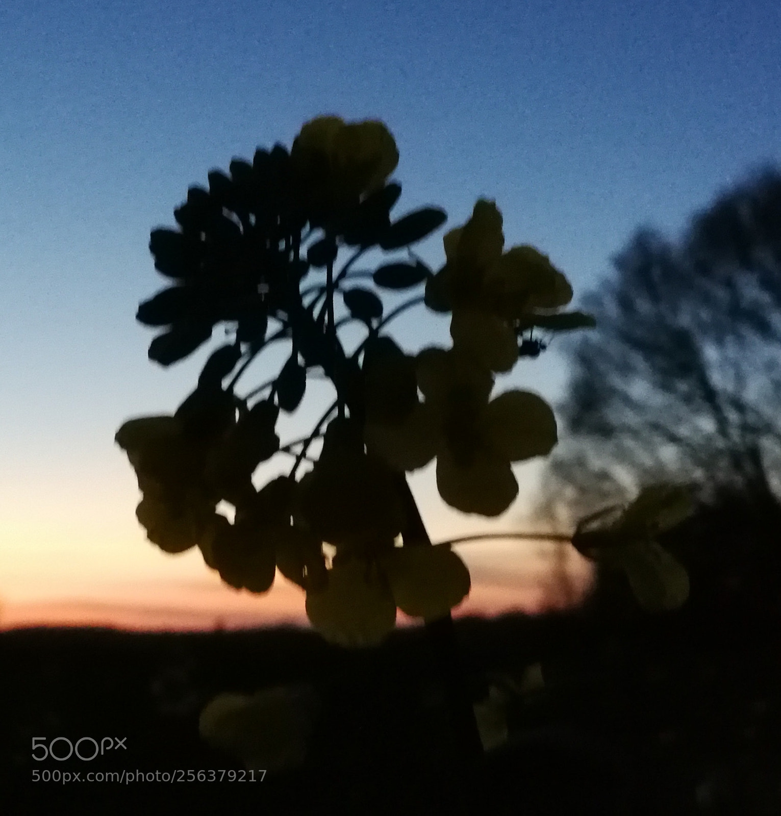HUAWEI P10 sample photo. Untitled photography