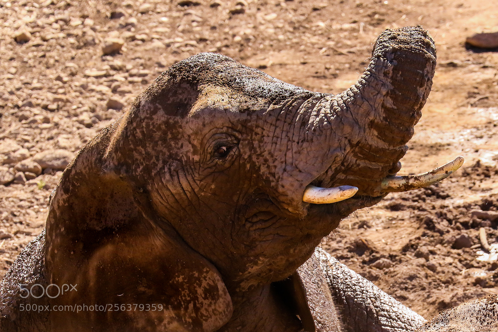 Canon EOS 7D Mark II sample photo. Playing in the mud photography