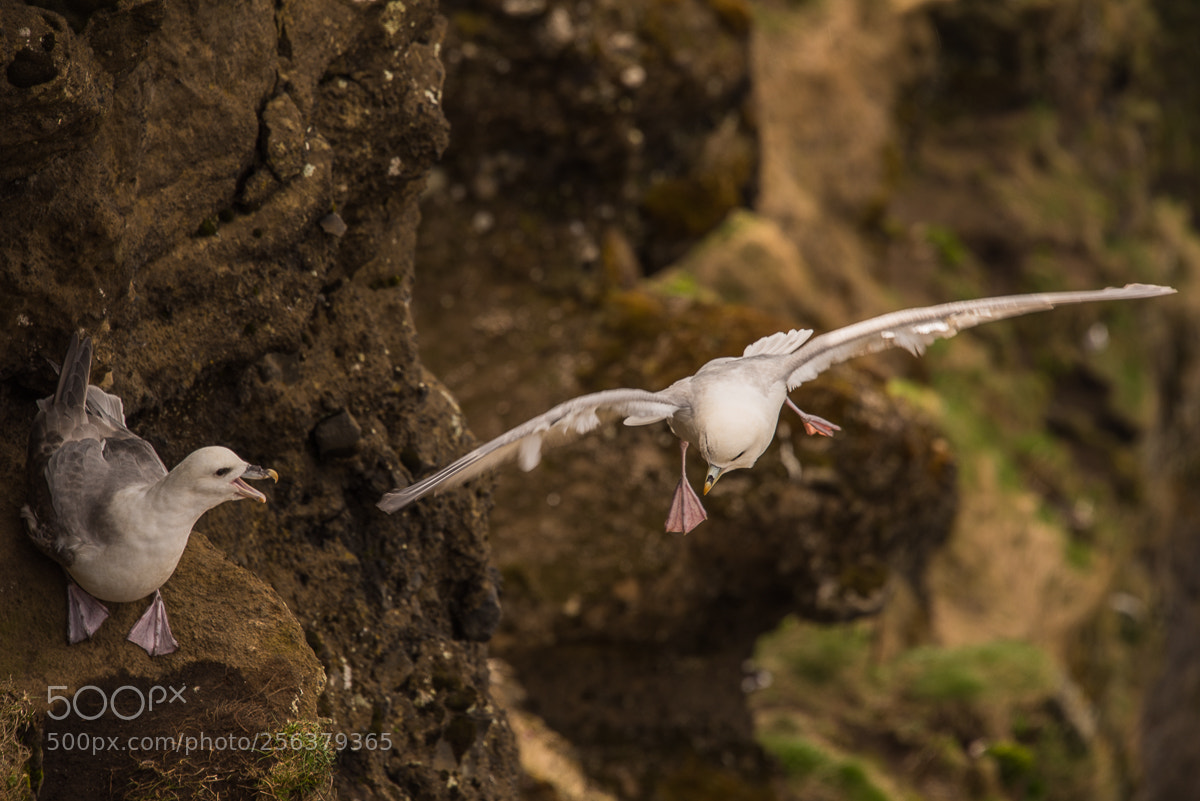 Nikon D750 sample photo. Fulmar mating season photography