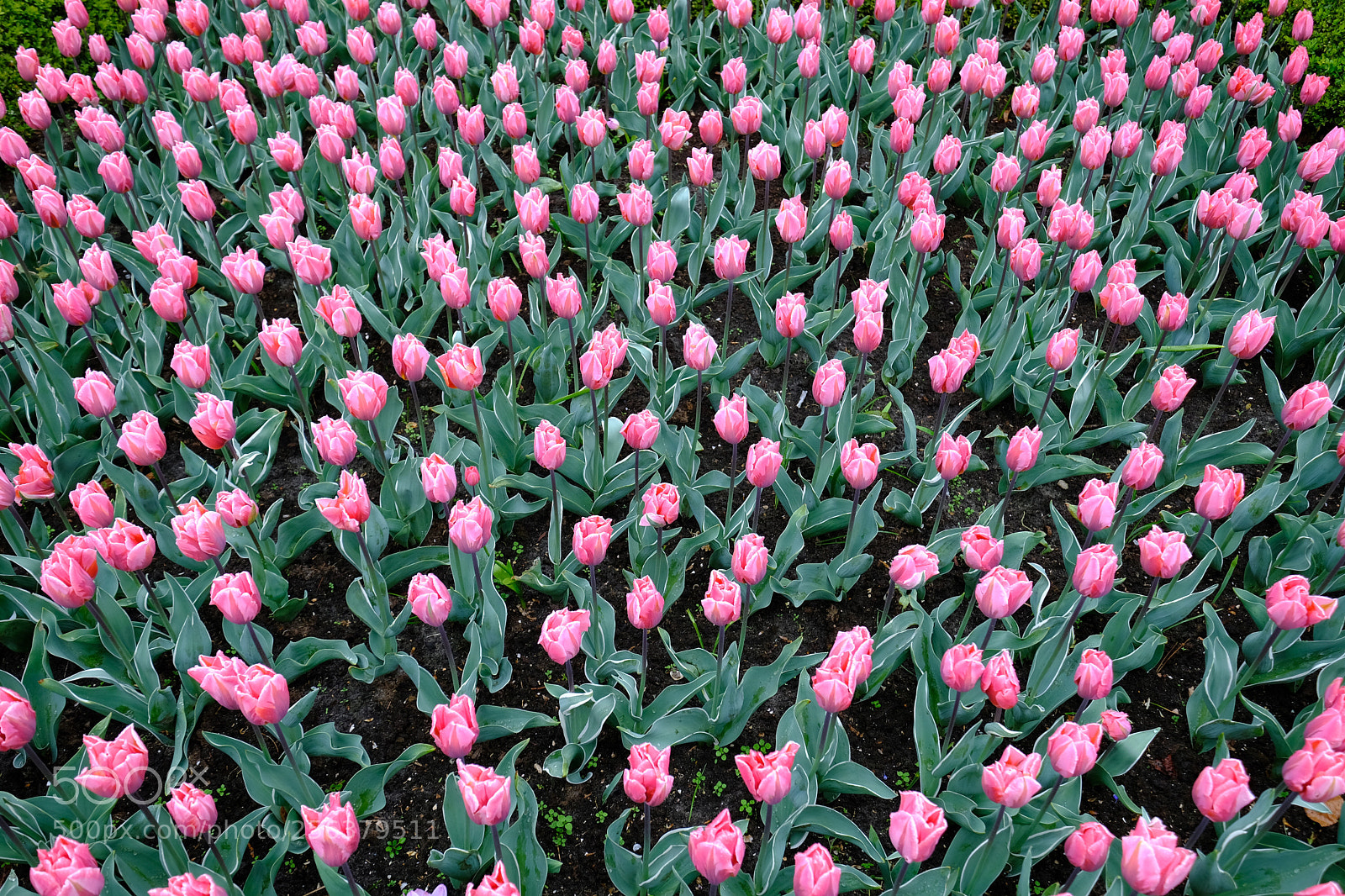 Fujifilm X-T20 sample photo. Tulips photography