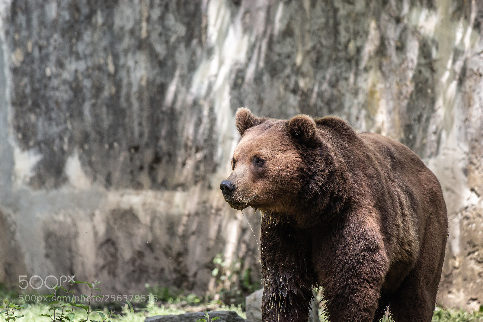 Canon EOS 70D sample photo. Brown bear photography