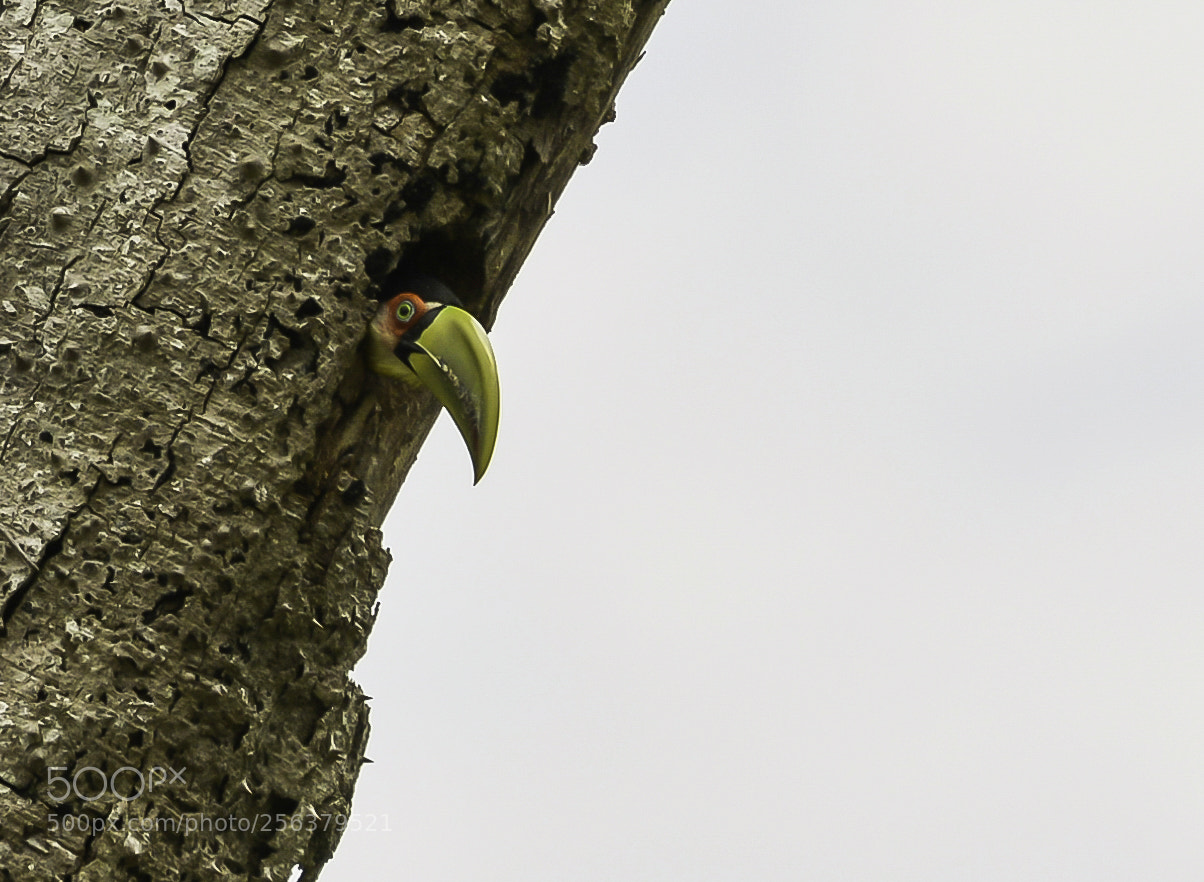 Nikon D7100 sample photo. Toucan in the nest photography