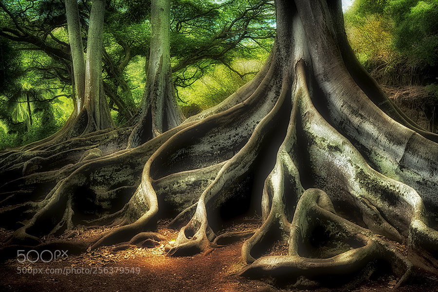 Sony a7R II sample photo. Morton bay fig trees photography