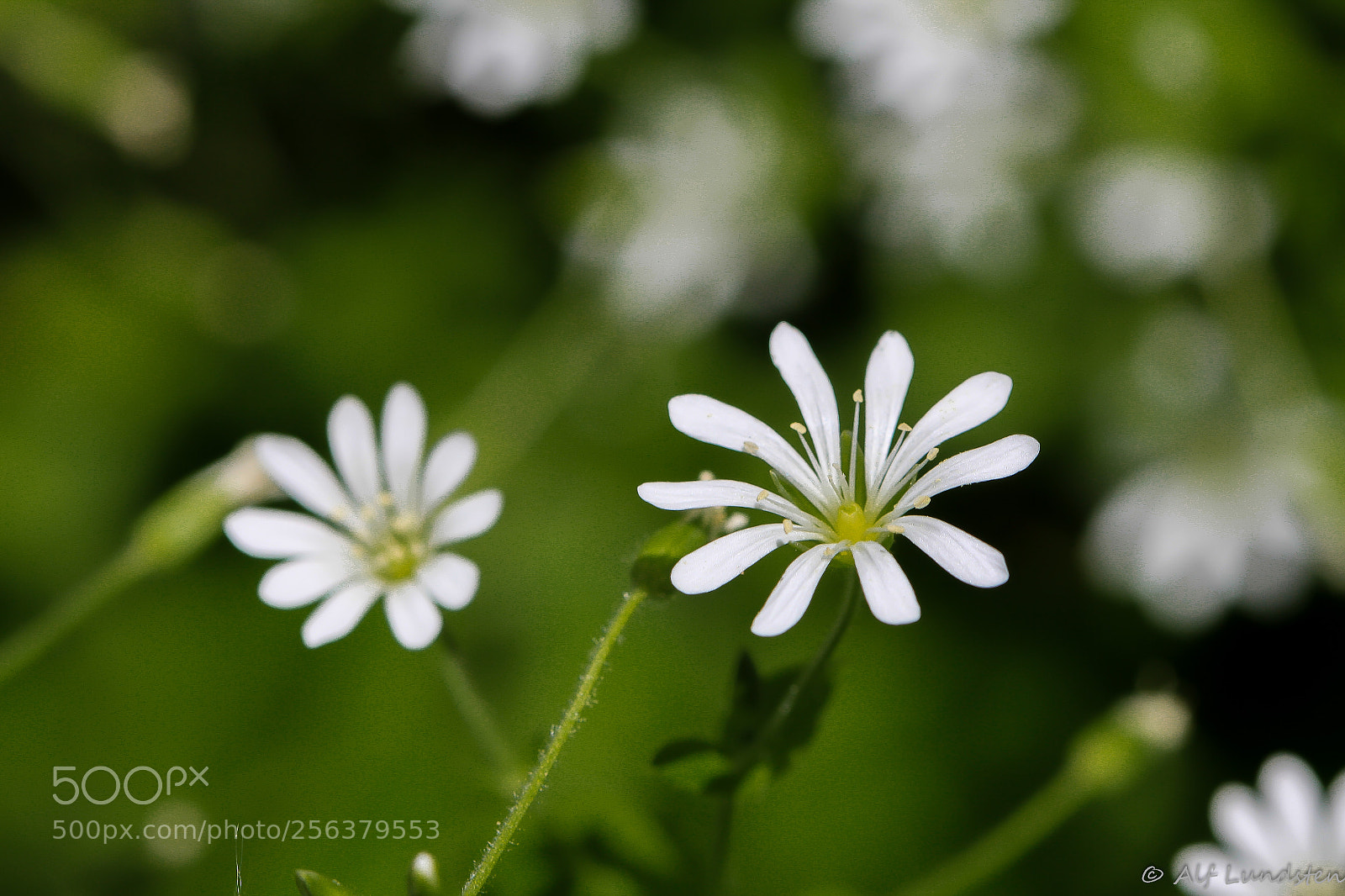 Canon EOS 60D sample photo. Wild-flower bokeh photography