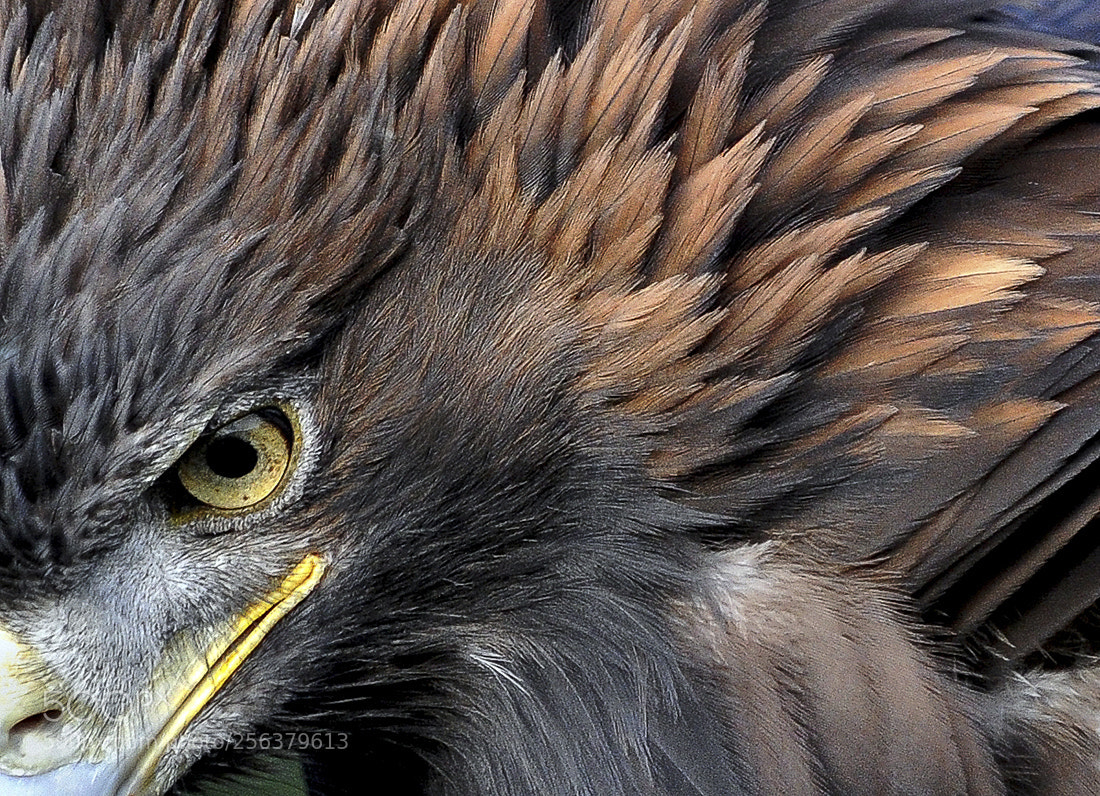 Nikon D3S sample photo. Golden eagle photography