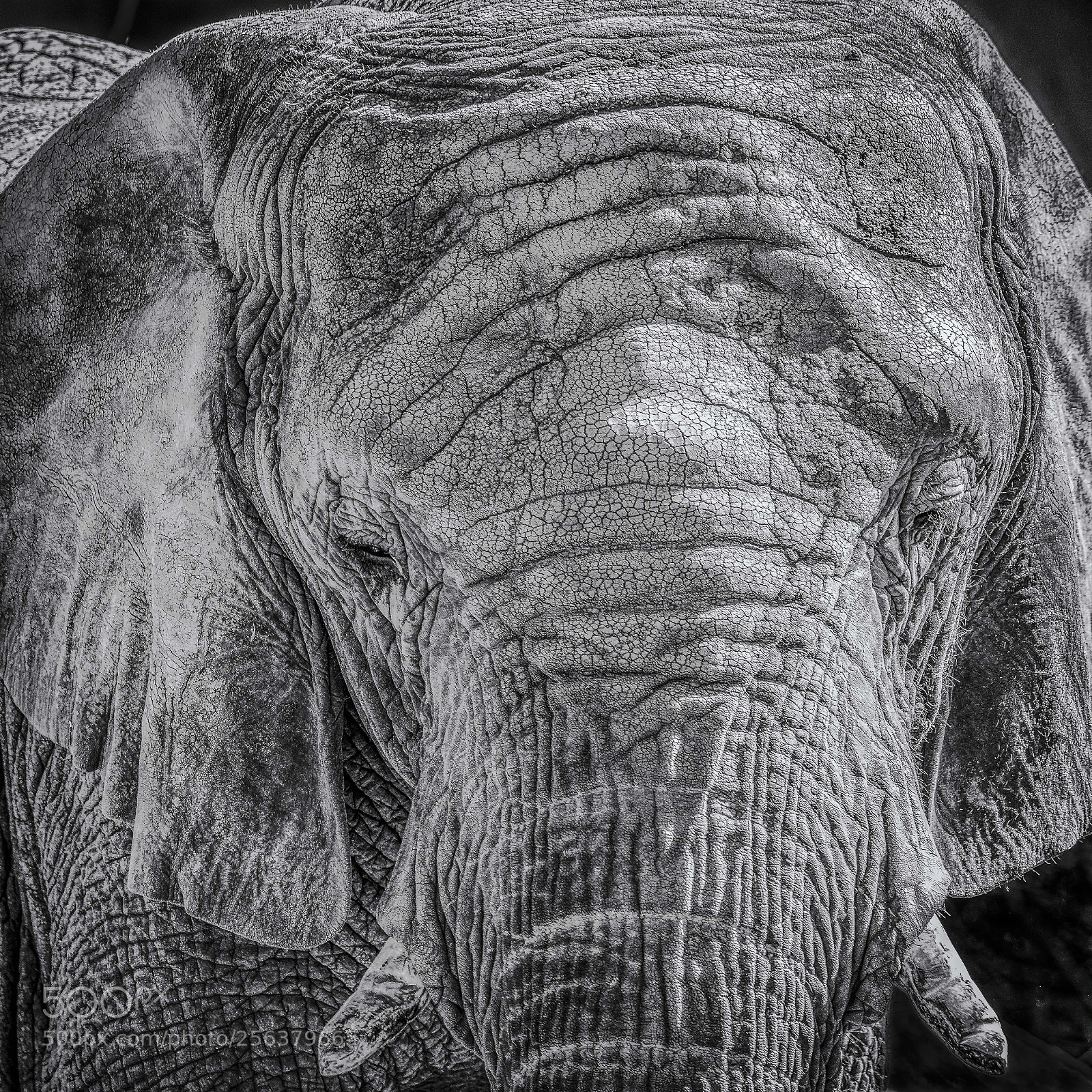 Nikon D800 sample photo. Elephant portrait in black photography