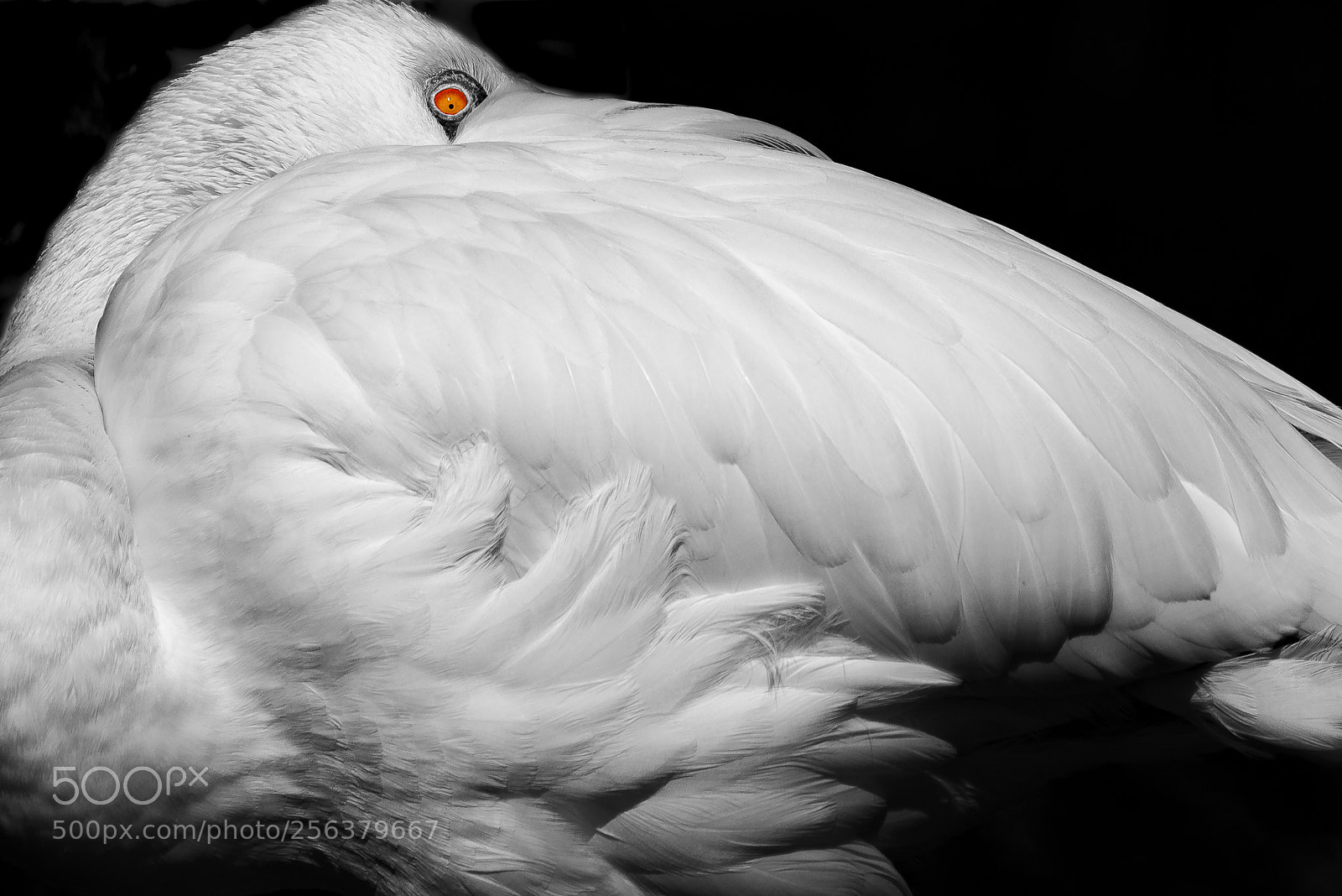 Nikon D800 sample photo. Flamingo in monochrome with photography