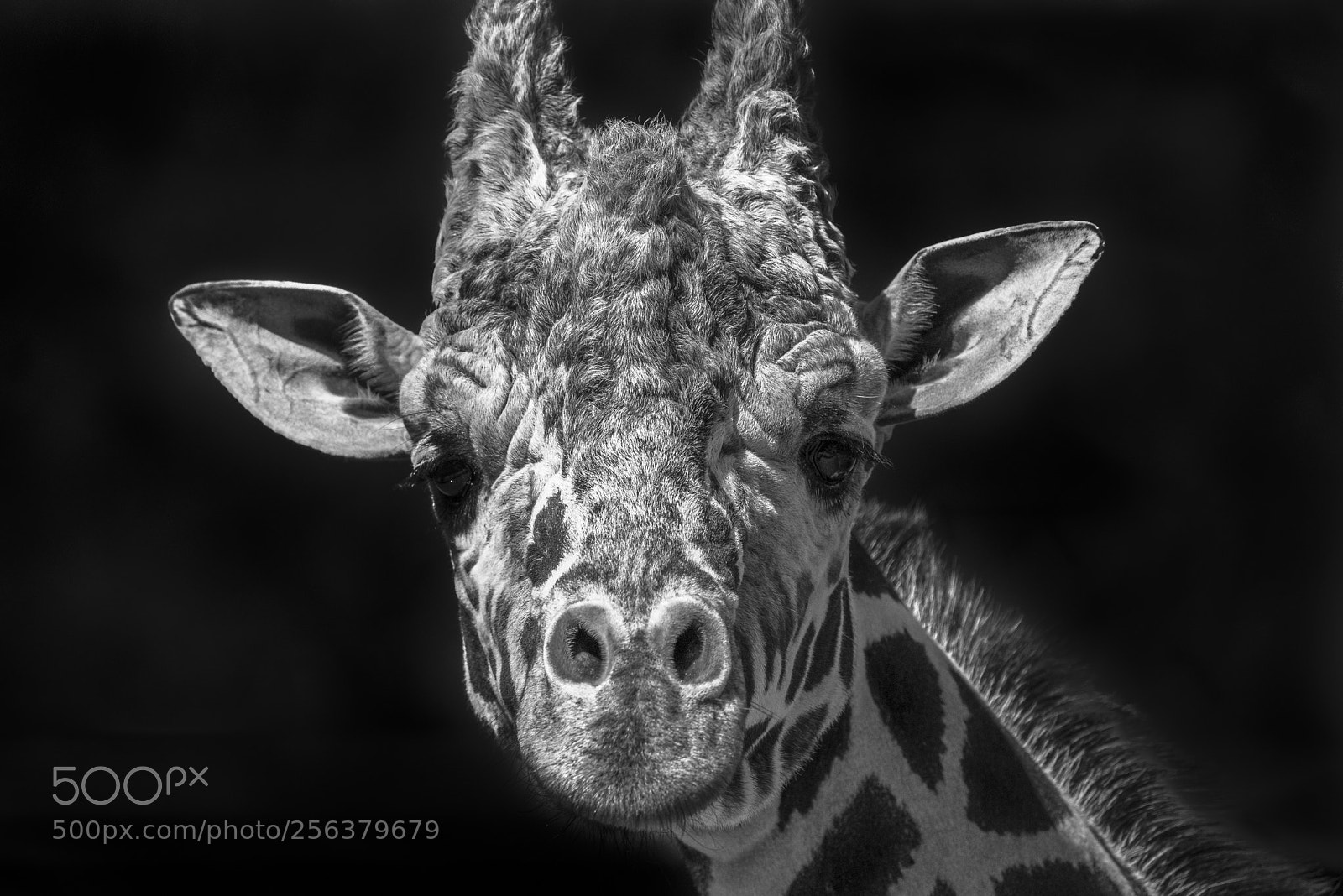 Nikon D800 sample photo. Giraffe portrait in black photography