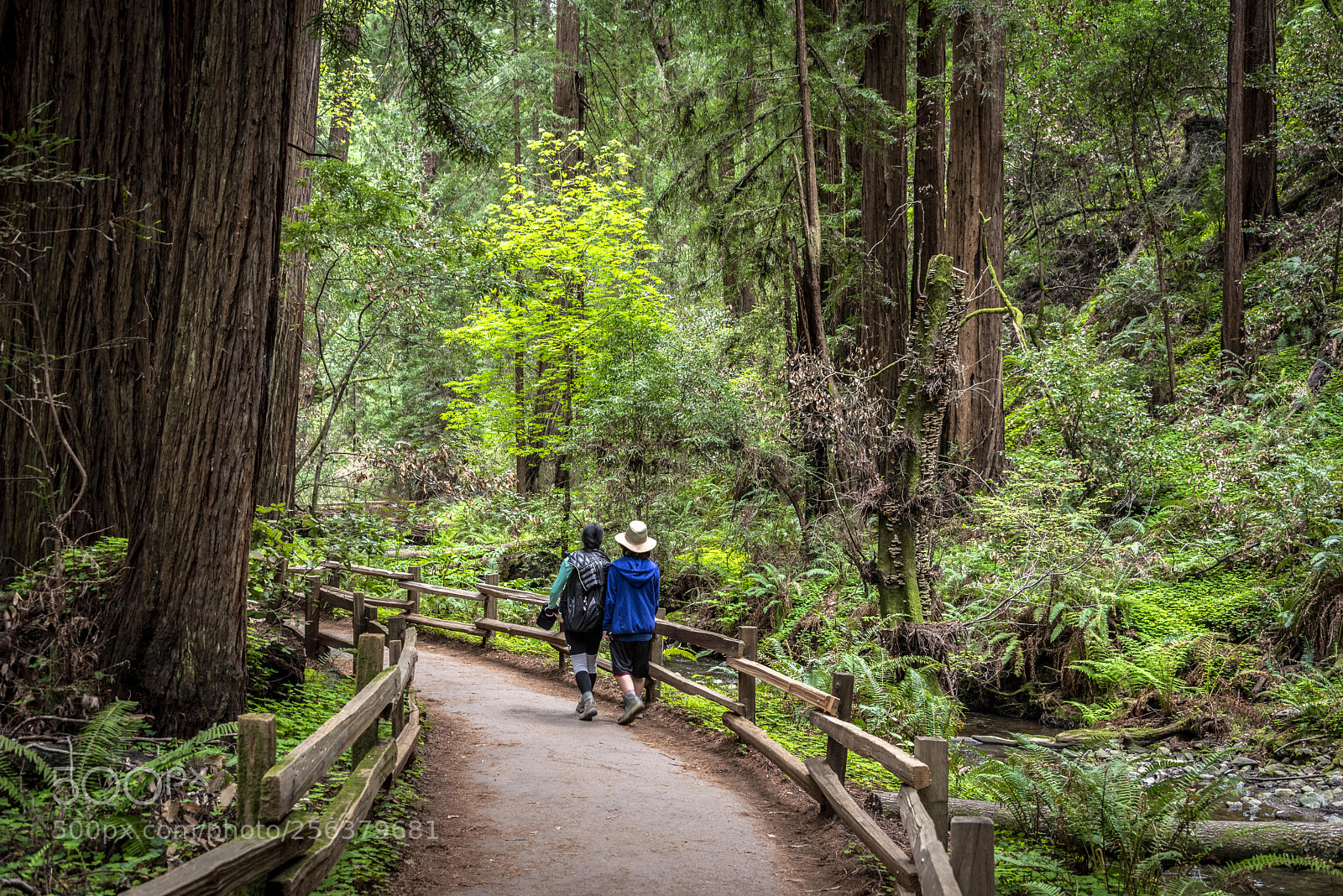 Nikon D800 sample photo. Muir woods hikers photography