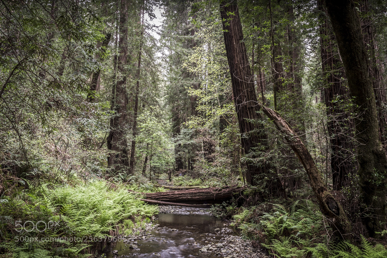 Nikon D800 sample photo. Redwood creek, muir woods photography