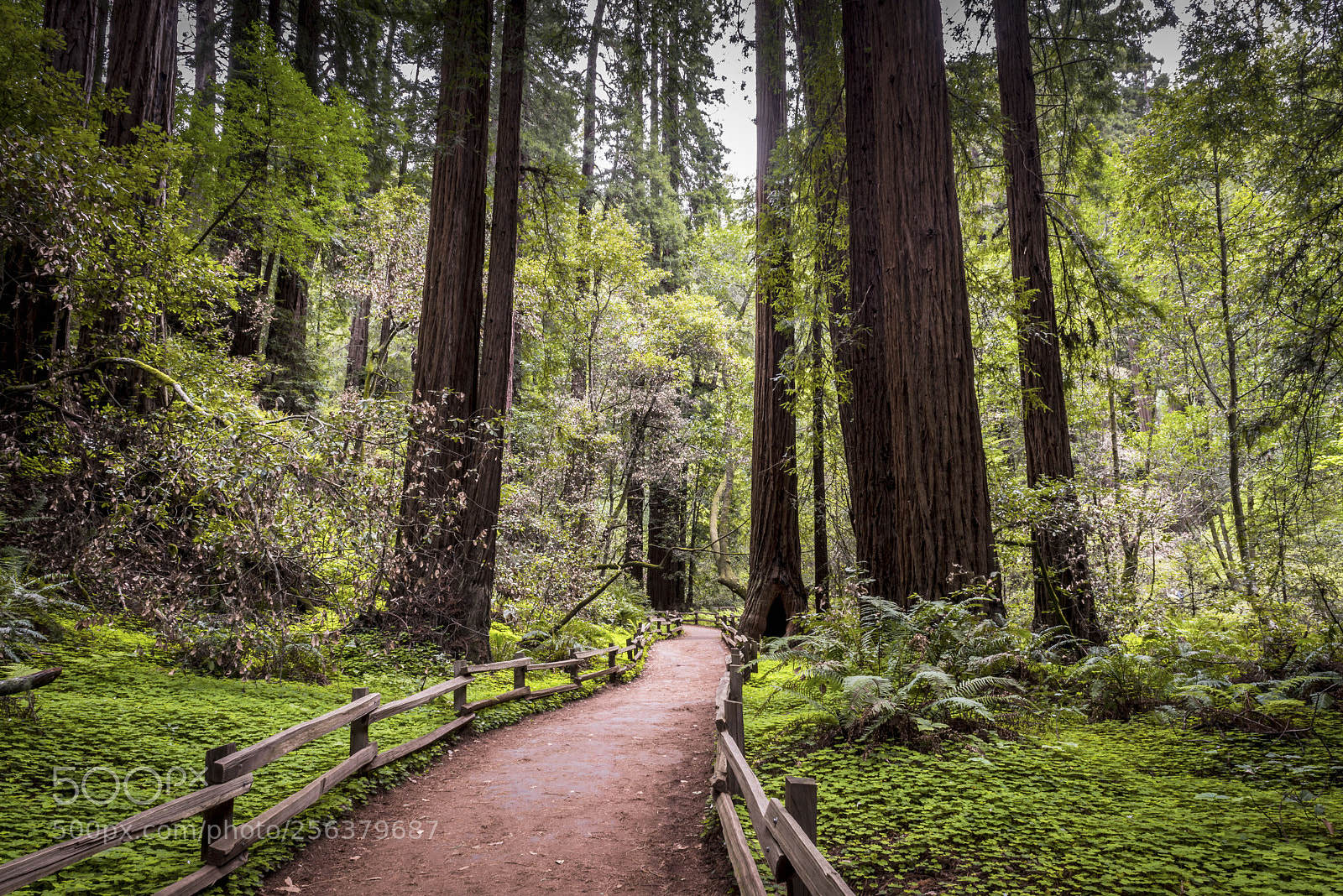 Nikon D800 sample photo. Redwood creek trail, muir photography