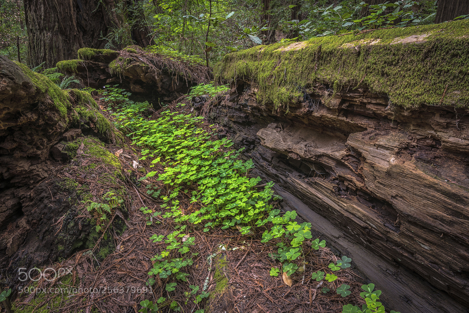 Nikon D800 sample photo. Shamrocks growing in fallen photography