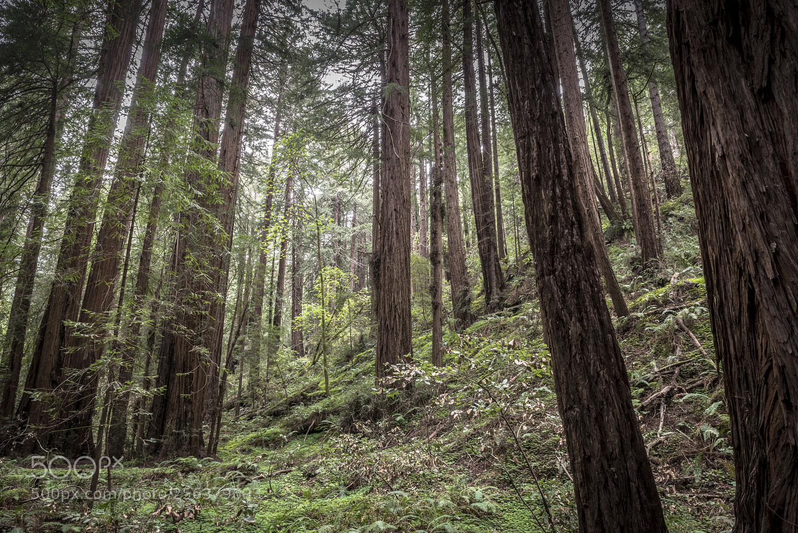Nikon D800 sample photo. Muir woods redwoods photography