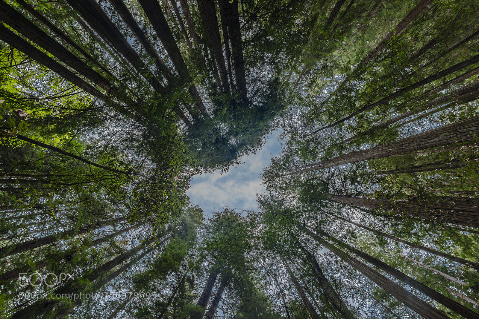 Nikon D800 sample photo. Muir woods view up photography