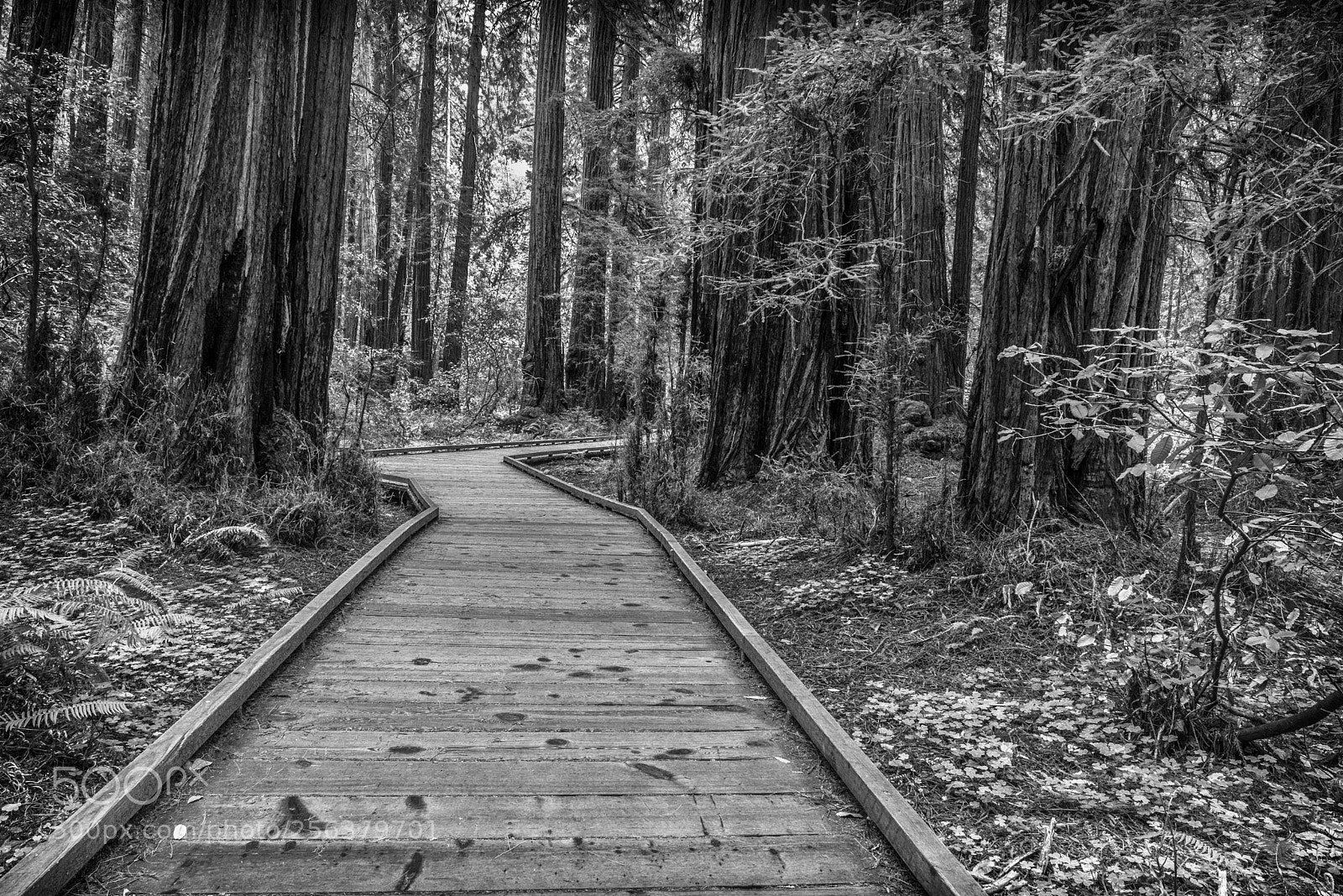 Nikon D800 sample photo. Muir woods redwood creek photography