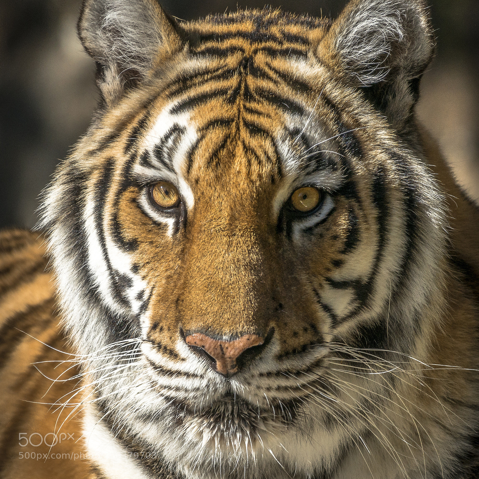 Nikon D800 sample photo. Tiger portrait photography