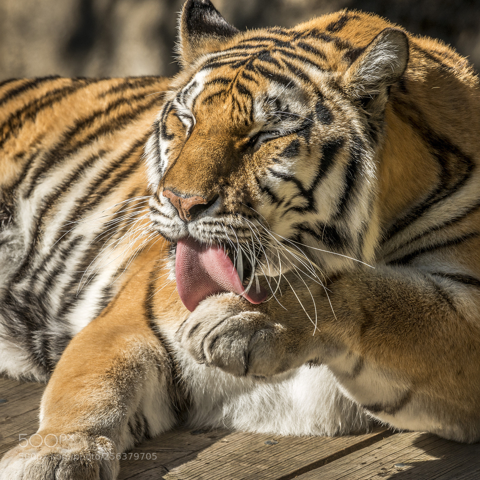 Nikon D800 sample photo. Tiger grooming in afternoon photography