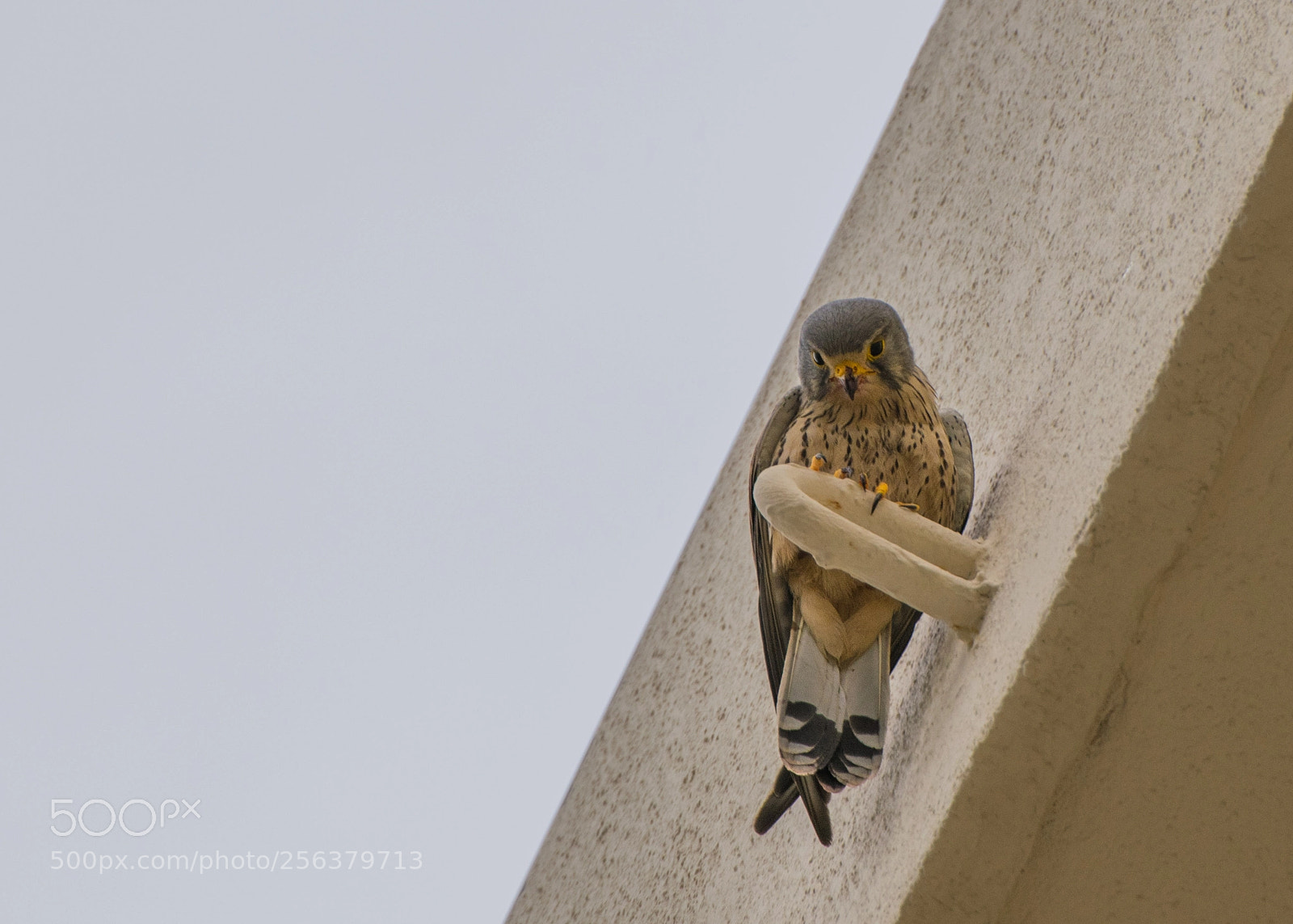 Nikon D5300 sample photo. Kestrel in the city photography