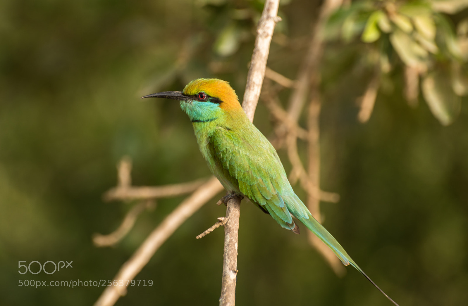 Nikon D750 sample photo. Bee eater, srilanka photography