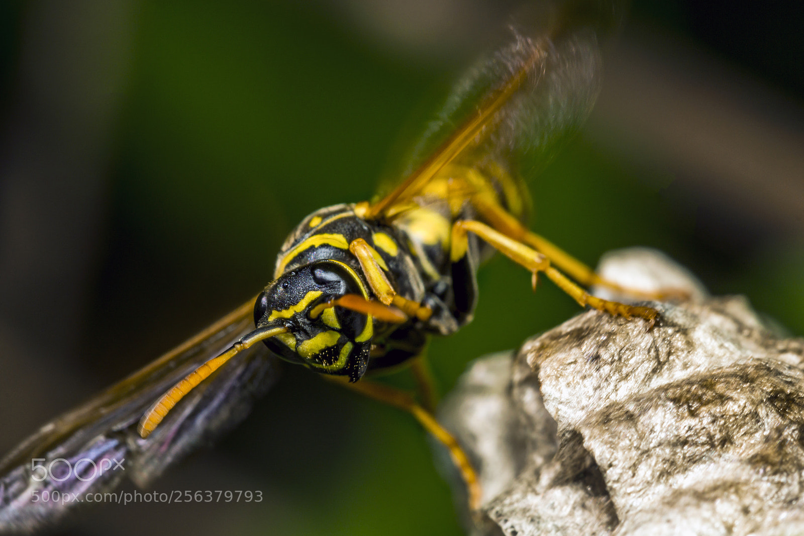 Sony a6000 sample photo. Hornet 25 photography
