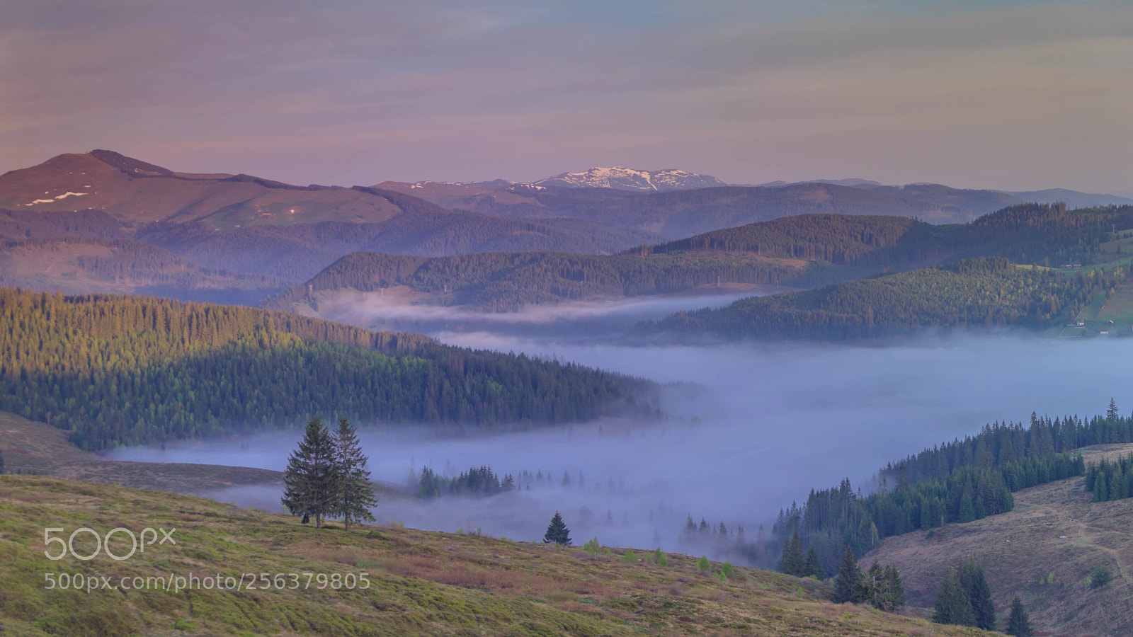 Sony a7 II sample photo. Foggy mornings! photography