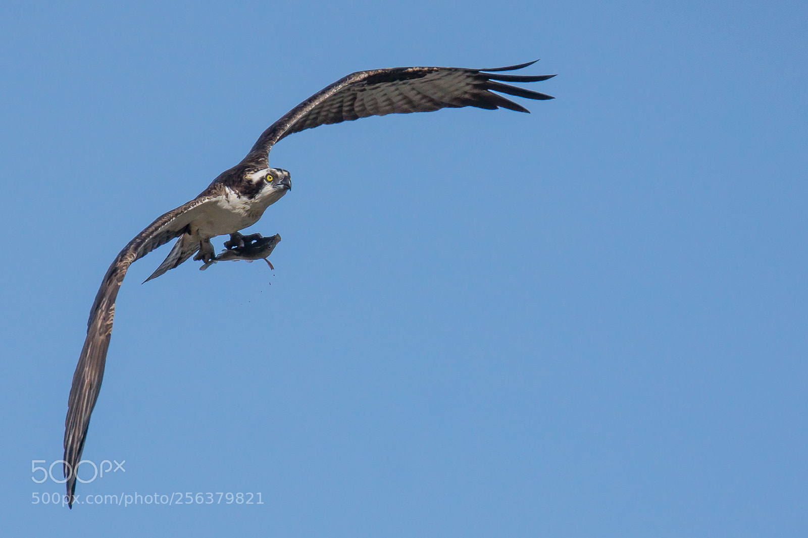 Sony SLT-A77 sample photo. Osprey photography