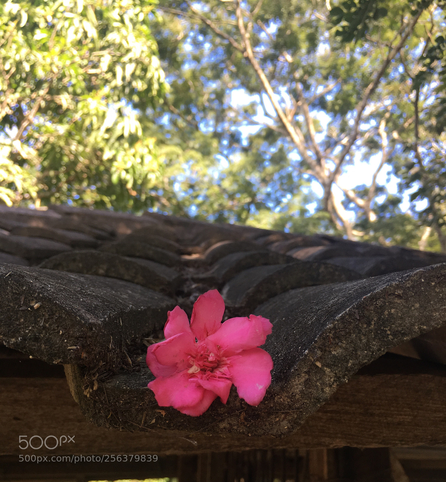 Apple iPhone 6s sample photo. Untitled photography