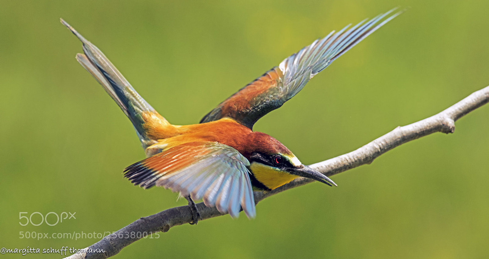 Canon EOS 7D Mark II sample photo. Bee-eater .. photography