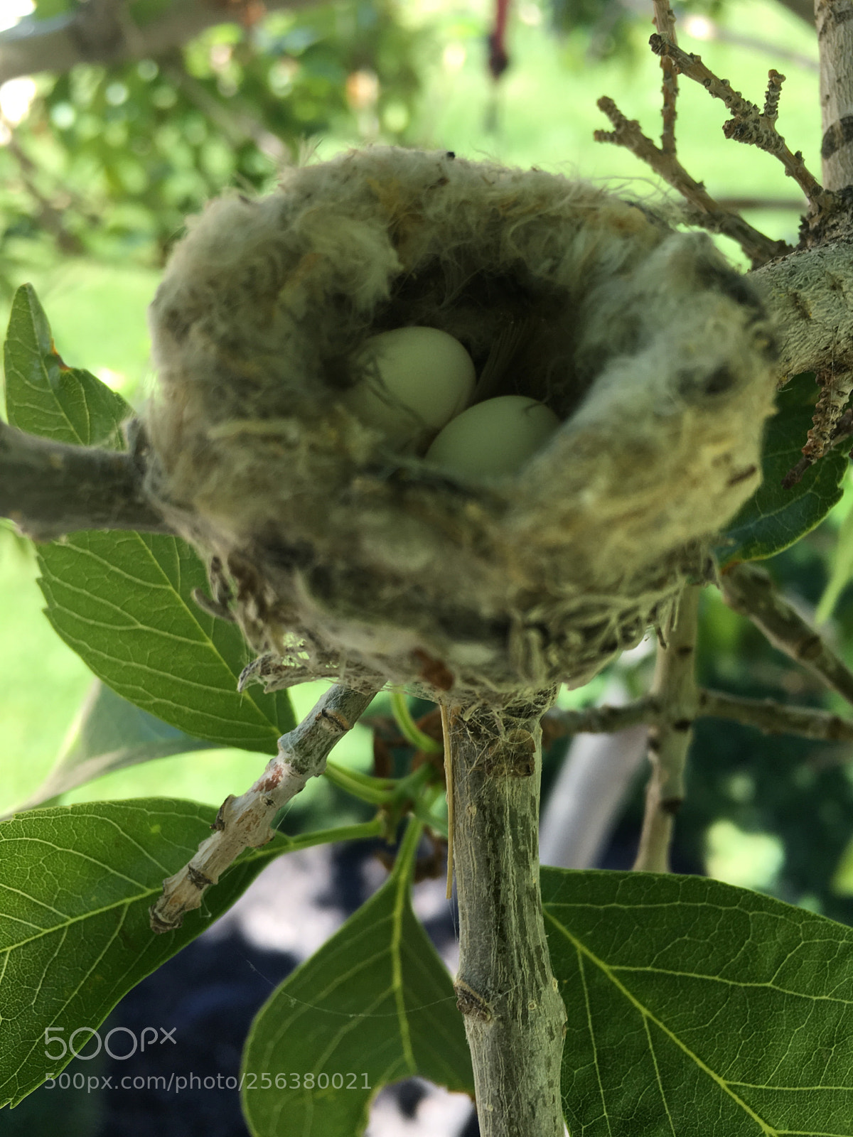 Apple iPhone 6s sample photo. Hummingbird nest. eggs layed photography