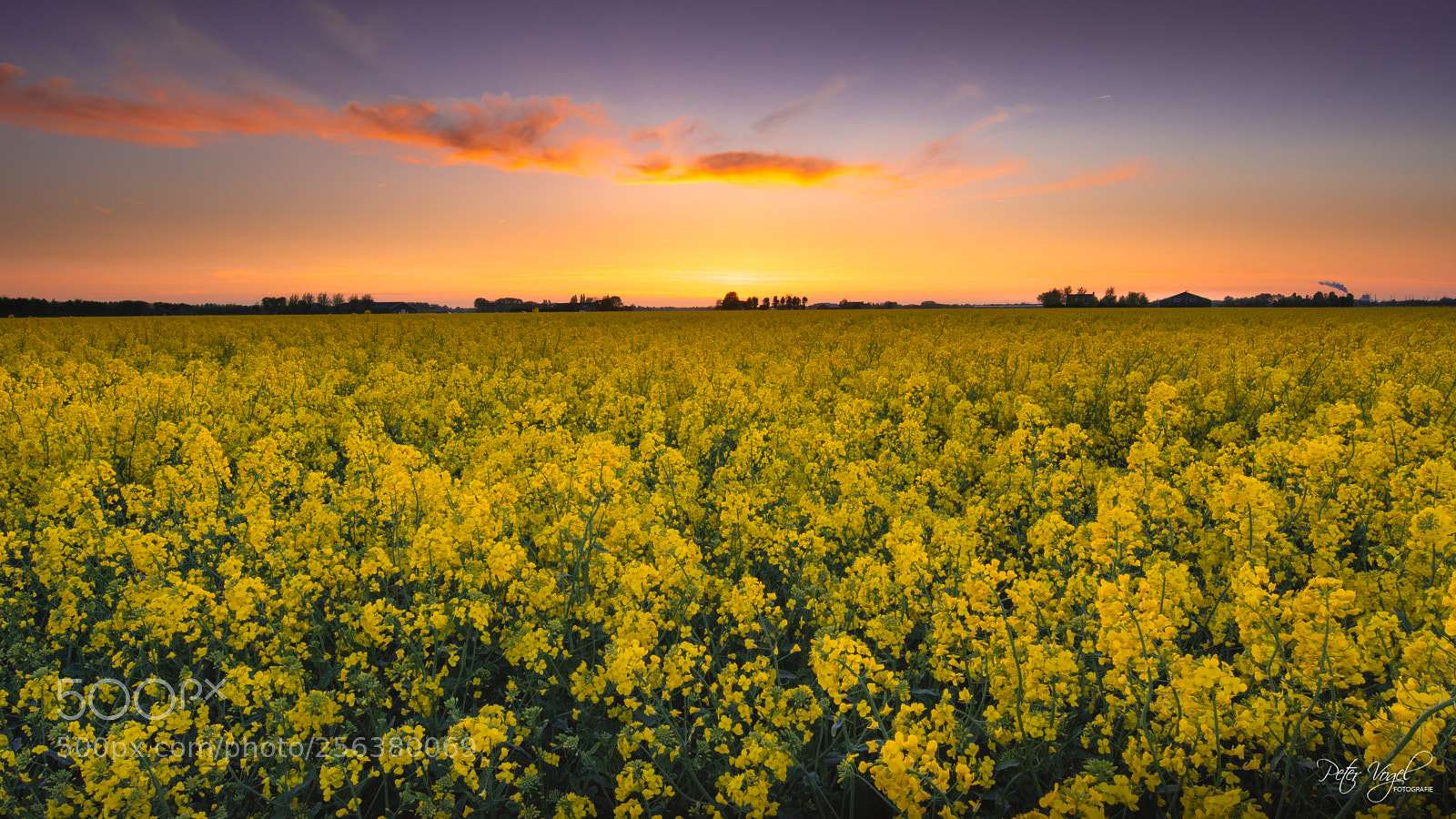 Nikon D7200 sample photo. Rapeseed field - koolzaadveld photography