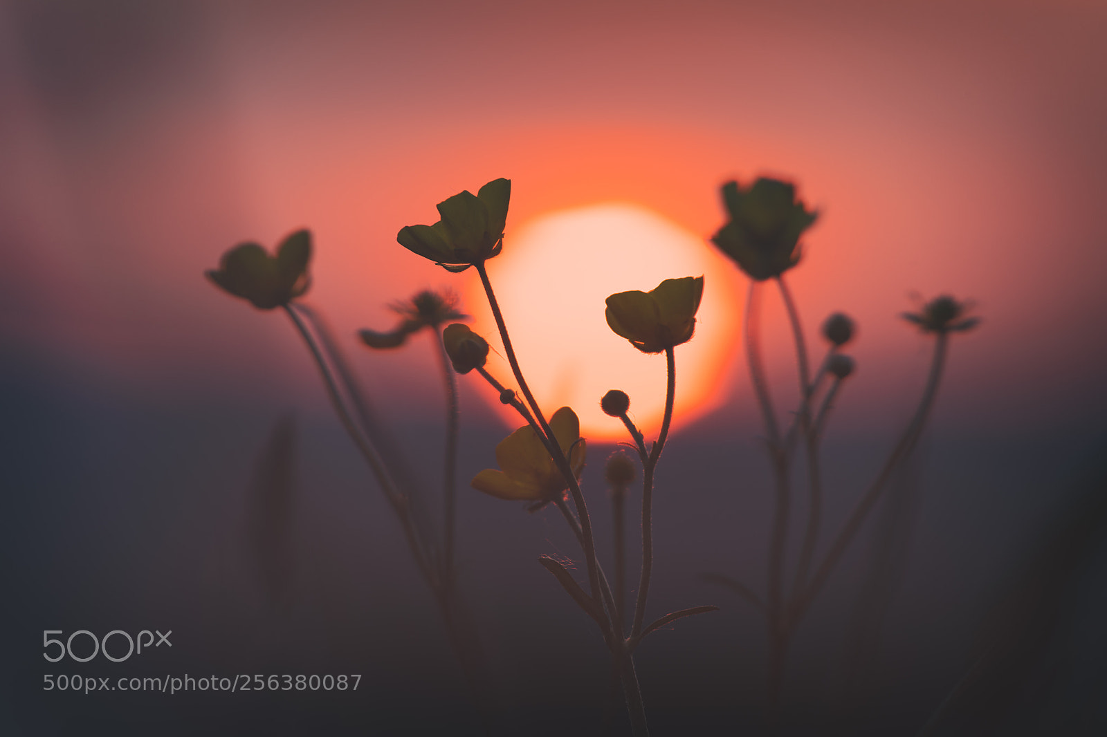 Nikon D850 sample photo. Flower photography