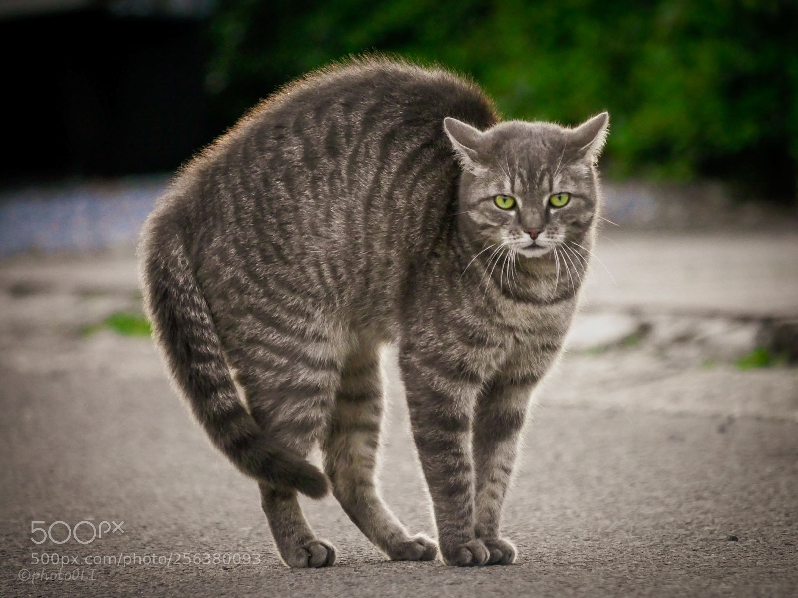 Panasonic Lumix DMC-GX8 sample photo. Katzenbuckel photography
