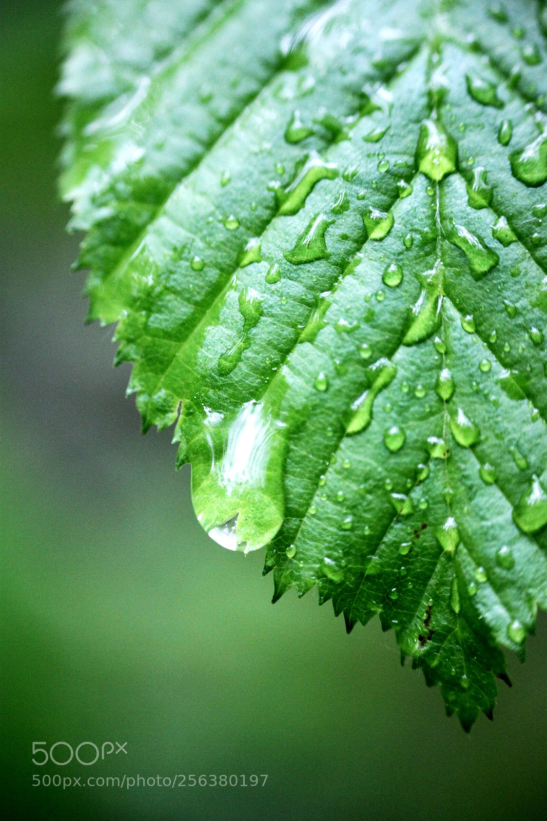Canon EOS 500D (EOS Rebel T1i / EOS Kiss X3) sample photo. Raindrop photography