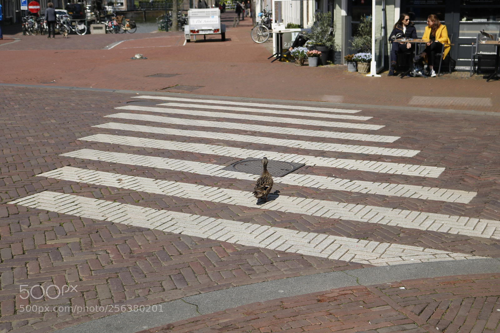Canon EOS 750D (EOS Rebel T6i / EOS Kiss X8i) sample photo. Duck at a zebrapad photography