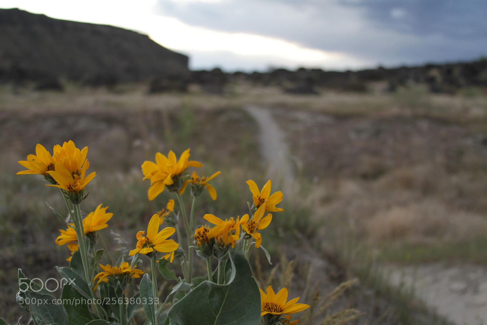 Canon EOS 7D sample photo. Celebration park photography