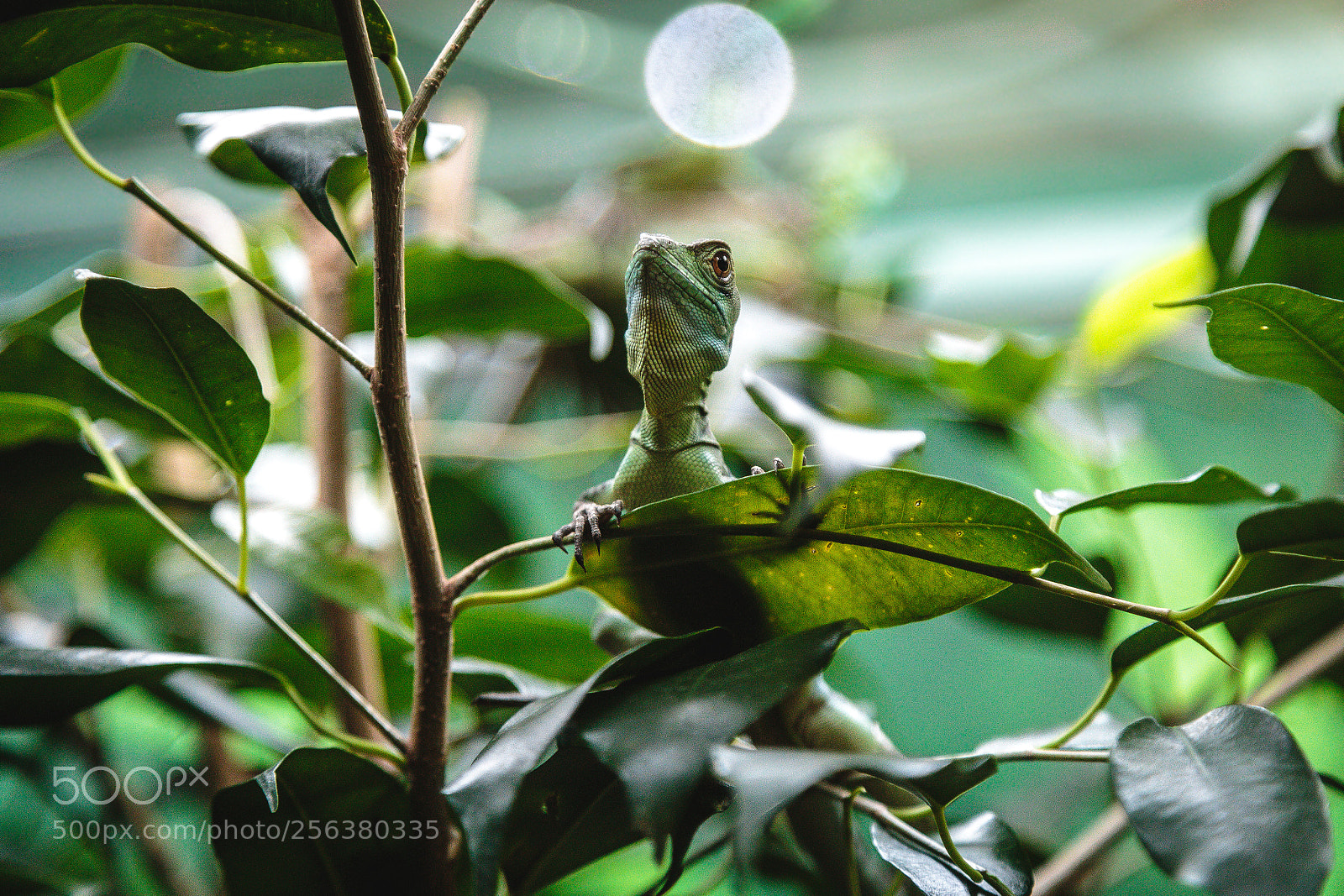Canon EOS 6D sample photo. Common basilisk photography